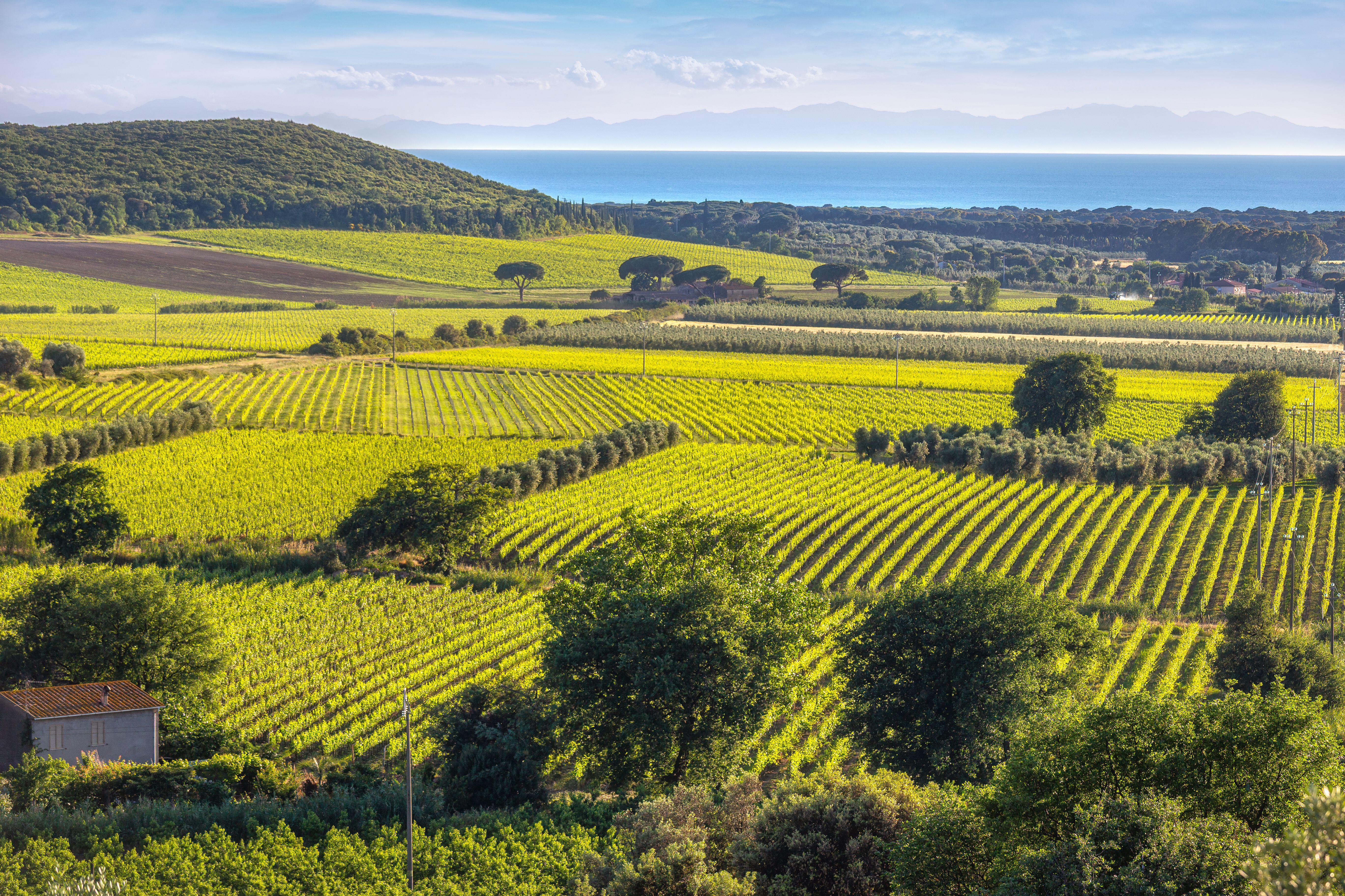 Vorbestellbar! Nittardi COSMO 2025 IGT Toscana Roussanne – Bild 5